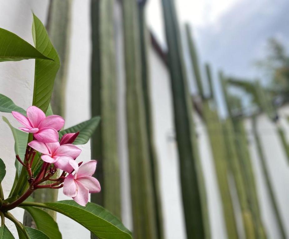 Casa Mayo B&B Oaxaca Exteriér fotografie